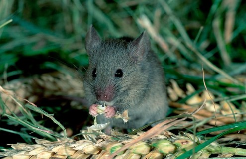 House Mouse (Mus musculus) eating grain, Germany, Europe