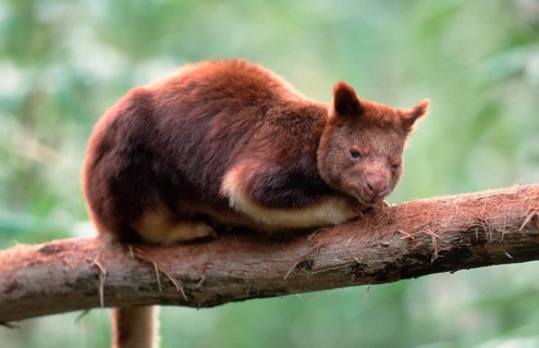 Goodfellow's Tree Kangaroo (Dendrolagus goodfellowi buergersi)