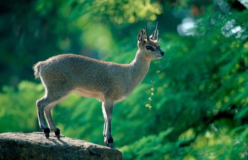 Klipspringer (Oreotragus oreotragus)