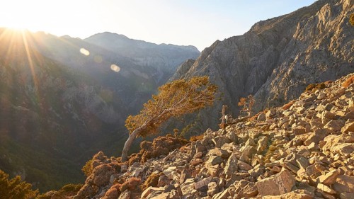 Tree bent by the wind, boulders, Gingilos, hiking on the Gingilos, morning light, back light, sun