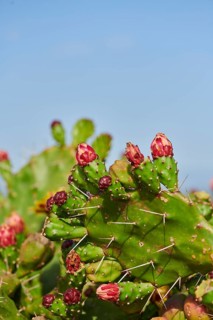Indian fig opuntia (Opuntia ficus-indica) blossoms and fruits, ebro delta, Catalonia, Spain, Europe