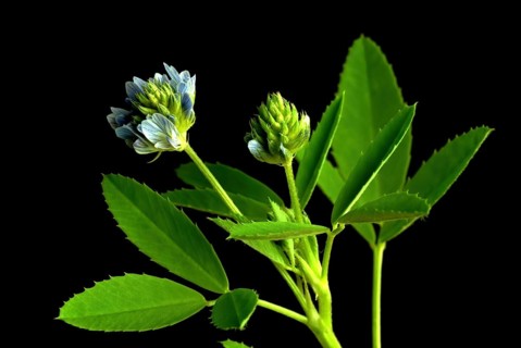 Flower of blue fenugreek, blue fenugreek, Trigonella caerulea, Meliotus coerulea, spice and