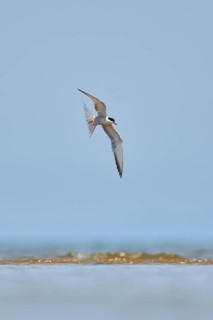 Elegant tern (Thalasseus elegans) flying in the sky above the sea, hunting, ebro delta, Catalonia,
