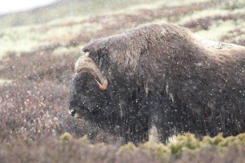 Musk ox (Ovibos moschatus) in light snowfall in Dovrefjell-Sunndalsfjella National Park, Central