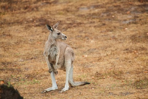 Eastern grey kangaroo (Macropus giganteus) standing on a tried up meadow, raining, Bavaria,