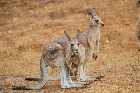 Eastern grey kangaroos (Macropus giganteus) standing on a tried up meadow, raining, Bavaria,