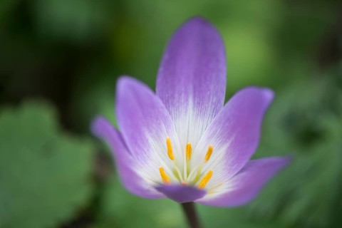 Autumn crocus (Colchicum speciosum), Emsland, Lower Saxony, Germany, Europe