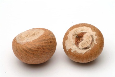 Supari, Areca nut, betel nut, areca nut, puga, pinag, whole fruit, fruit of the areca palm (Areca