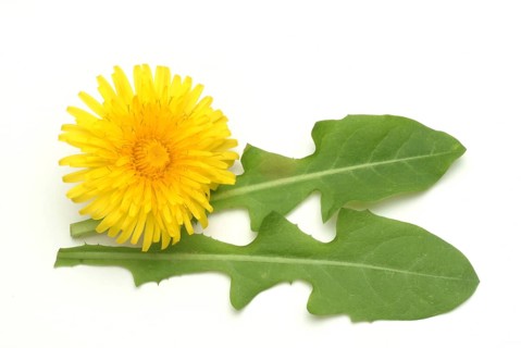 Common dandelion (Taraxacum) Ruderalia, Taraxacum officinale, medicinal plant, the most important