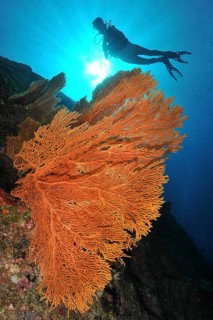Backlight image of gorgonian fan coral (Subergorgia giant sea fan (Annella mollis), silhouette of