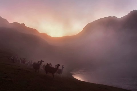 Llamas (lama glama) in dense fog in the evening light at a lake in the mountains, Andes, near