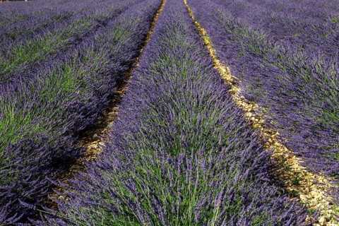 Lavender field, flowering true common lavender (Lavandula angustifolia) near Valensole, Provence,