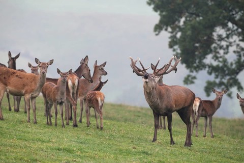 Red deer (Cervus elaphus) roaring with its herd in a mountain meadow during the rut, Allgäu,