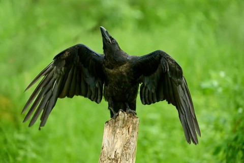 Common raven (Corvus corax), young bird sitting on wooden pole flapping its wings, Bohemian Forest,