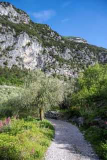 Path in the Garda Mountains, Sarca Valley, Arco, Trentino-Alto Adige, Italy, Europe