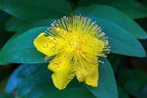 St. John's wort (Hypericum perforatum), flower, Bden-Württemberg, Germany, Europe
