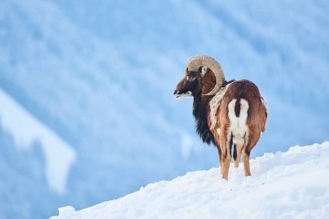 European mouflon (Ovis aries musimon) ram on a snowy meadow in the mountains in tirol, Kitzbühel,