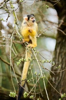 Black-capped squirrel monkey (Saimiri boliviensis) in a tree, Bavaria, Germany, Europe