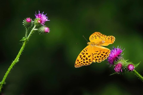 Silver-washed fritillary (Argynnis paphia), male, flying from flower of creeping thistle (Cirsium
