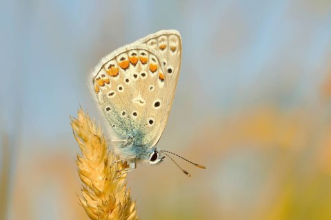 Common blue butterfly (Polyommatus icarus), underside, sitting on a blade of grass, Altmühlsee,