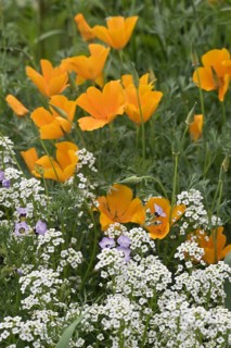 Flower meadow with California poppy (Eschscholzia californica), Emsland, Lower Saxony, Germany,