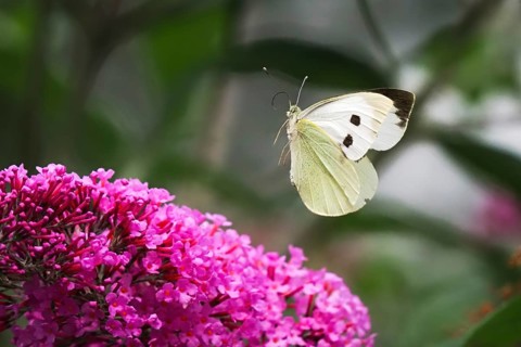 Cabbage butterfly (Pieris brassicae), flying, approaching flower of butterfly-bush (Buddleja