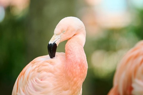 Greater flamingo (Phoenicopterus roseus) portrait, France, Europe