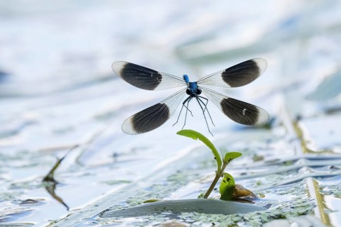 Banded demoiselle (calopteryx splendens), male approaching aquatic plant, Hesse, Germany, Europe