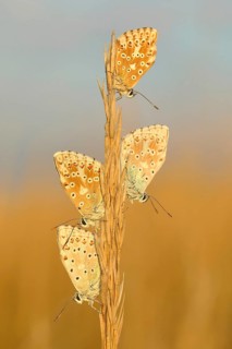 Chalkhill blues (Lysandra coridon) Other animals, Insects, Butterflies, Animals, Bad Neustadt an