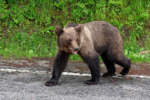 Young brown bear at the Transfagara, the Transfogaras High Road in the Fagaras Mountains, also
