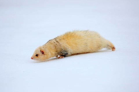 Ferret (Mustela putorius furo), adult, albino, in winter, in the snow, Bohemian Forest, Czech