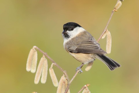 Marsh tit (Parus palustris) wildlife, sitting on a branch of the common hazel (Corylus avellana),