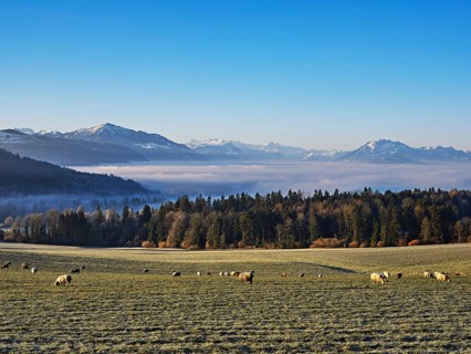 Flock of sheep standing in a meadow, behind a sea of fog with Pilatus and Rigi, near Baar, Canton