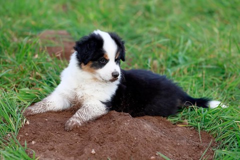 Miniature American Shepherd (Canis lupus familiaris) puppy, A puppy on a mound of earth,