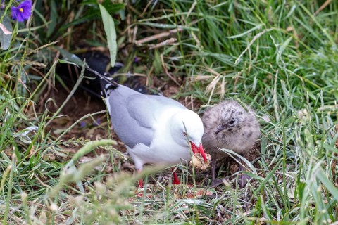 Gulls (Larinae), chicks, Otago Peninsula, New Zealand, Oceania