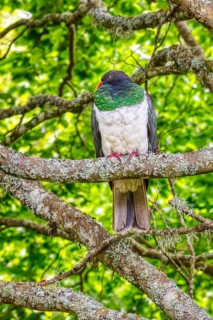Taube (Hemiphaga novaeseelandiae), Schloss Larnach, Garten, Neuseeland