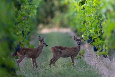 Fawns in summer, Wittlich, Rhineland-Palatinate, Germany, Europe