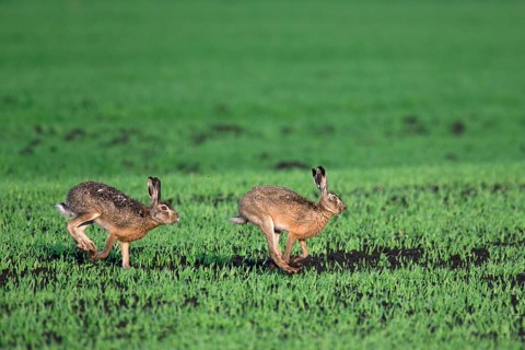 European hare (Lepus europaeus), buck chasing doe in field during breeding season, Germany, Europe