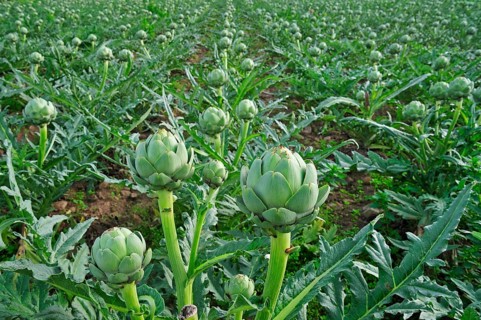 Cultivated globe artichoke (Cynara cardunculus var. scolymus) buds grow in the field