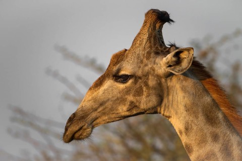 Close-up of the side of the face of a male giraffe, South african giraffe (Girrafa girrafa