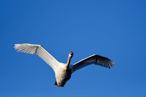 Mute Swan (Cygnus olor), adult bird in flight, mining subsidence area, Bottrop, Ruhr area, North