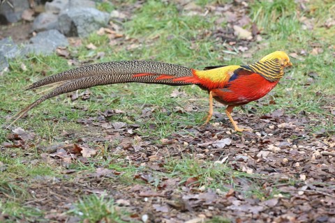 Golden pheasant (Chrysolophus pictus), male, colourful, tail feathers, captive