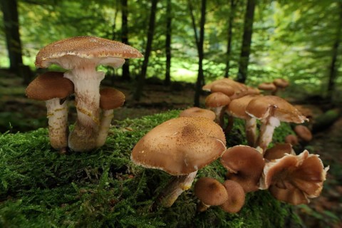 Honey fungus (Armillaria mellea), group, moss, tree trunk, forest, surroundings, Bremthal,
