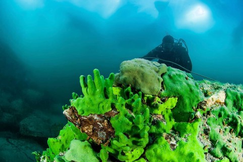 Scuba diver underwater and endemic sponge (Lubomirskia baicalensis), Lake Baikal, Olkhon Island,