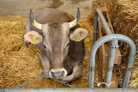 Brown Swiss dairy cow with horns