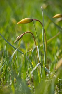 Wild tulips (Tulipa sylvestris), buds, Saxony, Germany, Europe