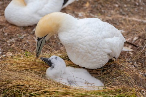 Northern gannet (Morus bassanus), Helgoland Cliff, Helgoland High Seas Island, nests, chicks, North