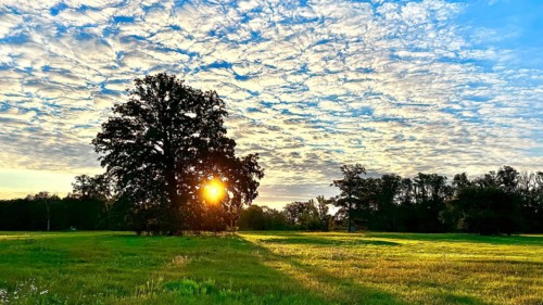 Sunrise, floodplain meadows, floodplain landscape on the Middle Elbe, morning mist, fog, sunrays,