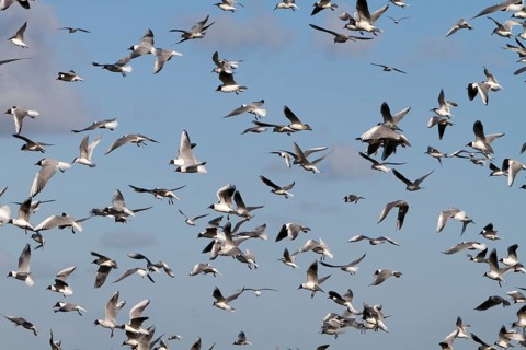 Black-headed Black-headed Gull (Chroicocephalus ridibundus), predation defence, breeding colony in