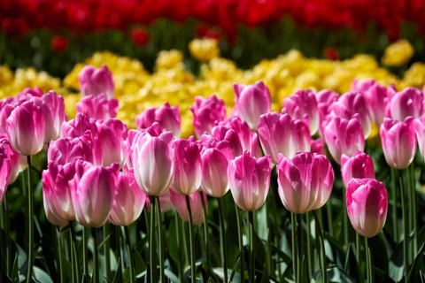 Blooming pink tulips flowerbed in Keukenhof flower garden, also known as the Garden of Europe, one